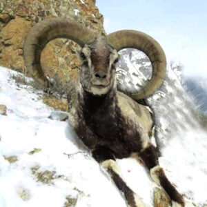Karakurum Blue Sheep
