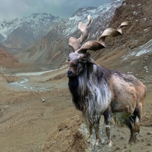 Kashmir Markhor