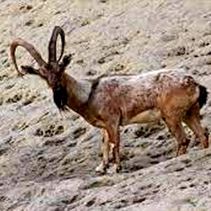 Sind Ibex