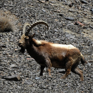 Himalayan ibex